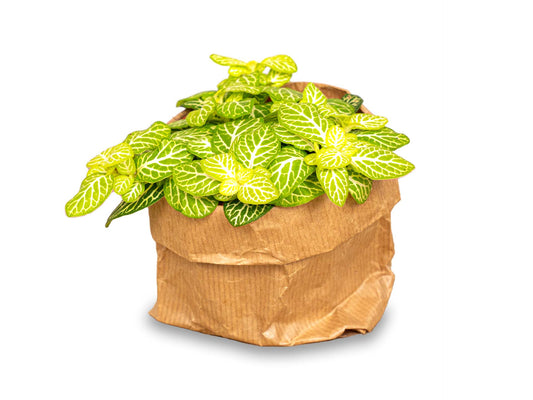 Fittonia Joly Lemon - White And Green (Fluor) - Mosaic Plant 