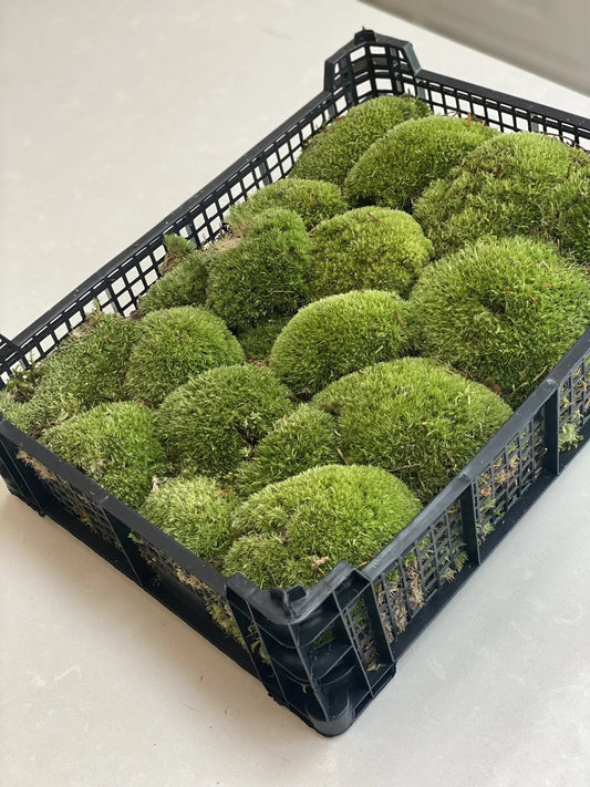 Live Cushion Moss - Full Tray Of Natural Moss - Green & Fresh 