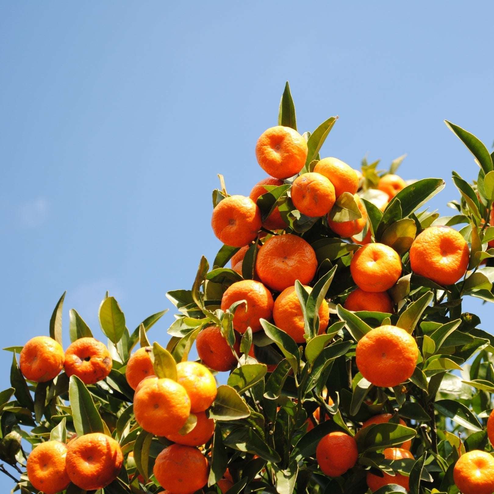 Duftkerze Lime Basil & Mandarin – Gardening Collection – 170ml Sojawachs – Frischer Gartenduft mit Limette Basilikum & Hölzern – Aromakerze im Glas