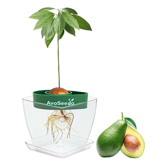Avocado Kit – Grow Your Own Avocado! 