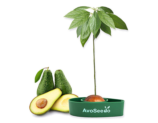 Avocado Kit – Grow Your Own Avocado! 