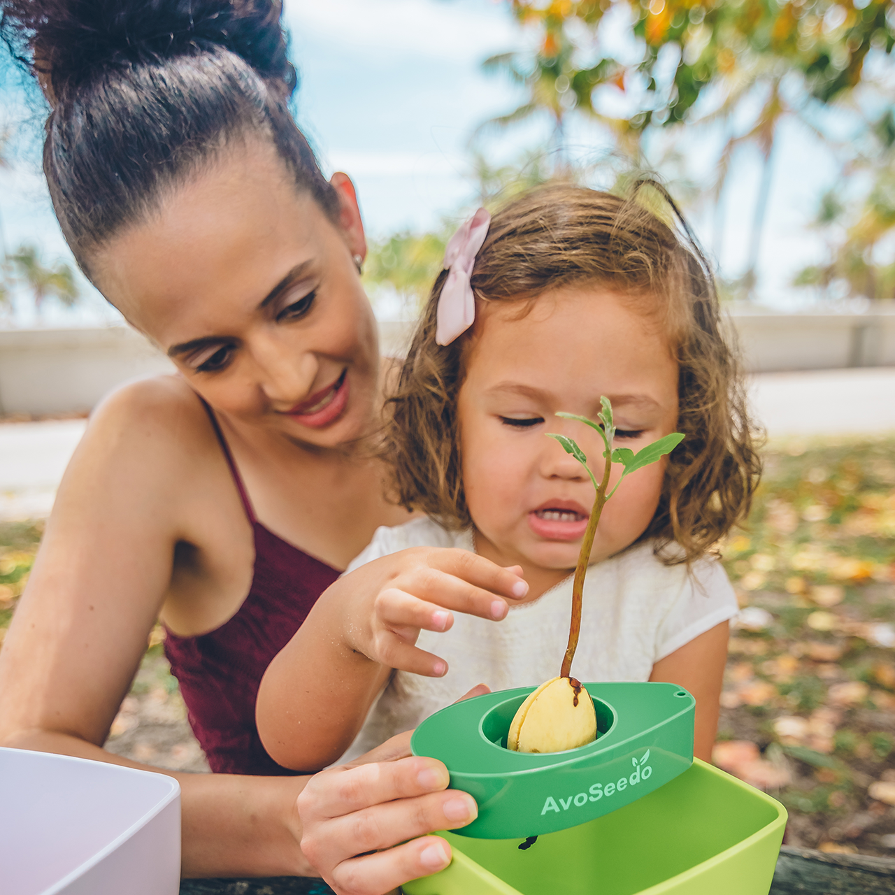 Avocado Kit – Grow Your Own Avocado! 
