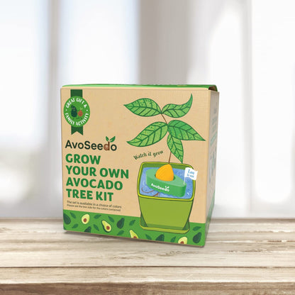Avocado Kit – Grow Your Own Avocado! 