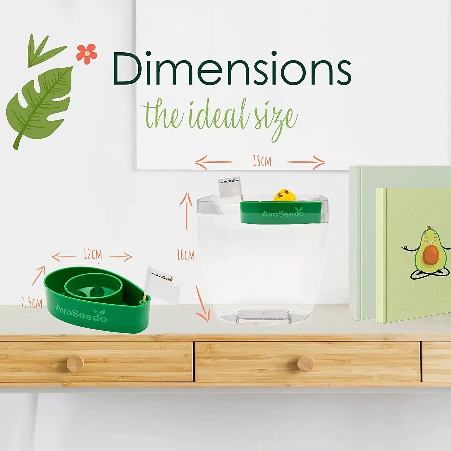 Avocado Kit – Grow Your Own Avocado! 