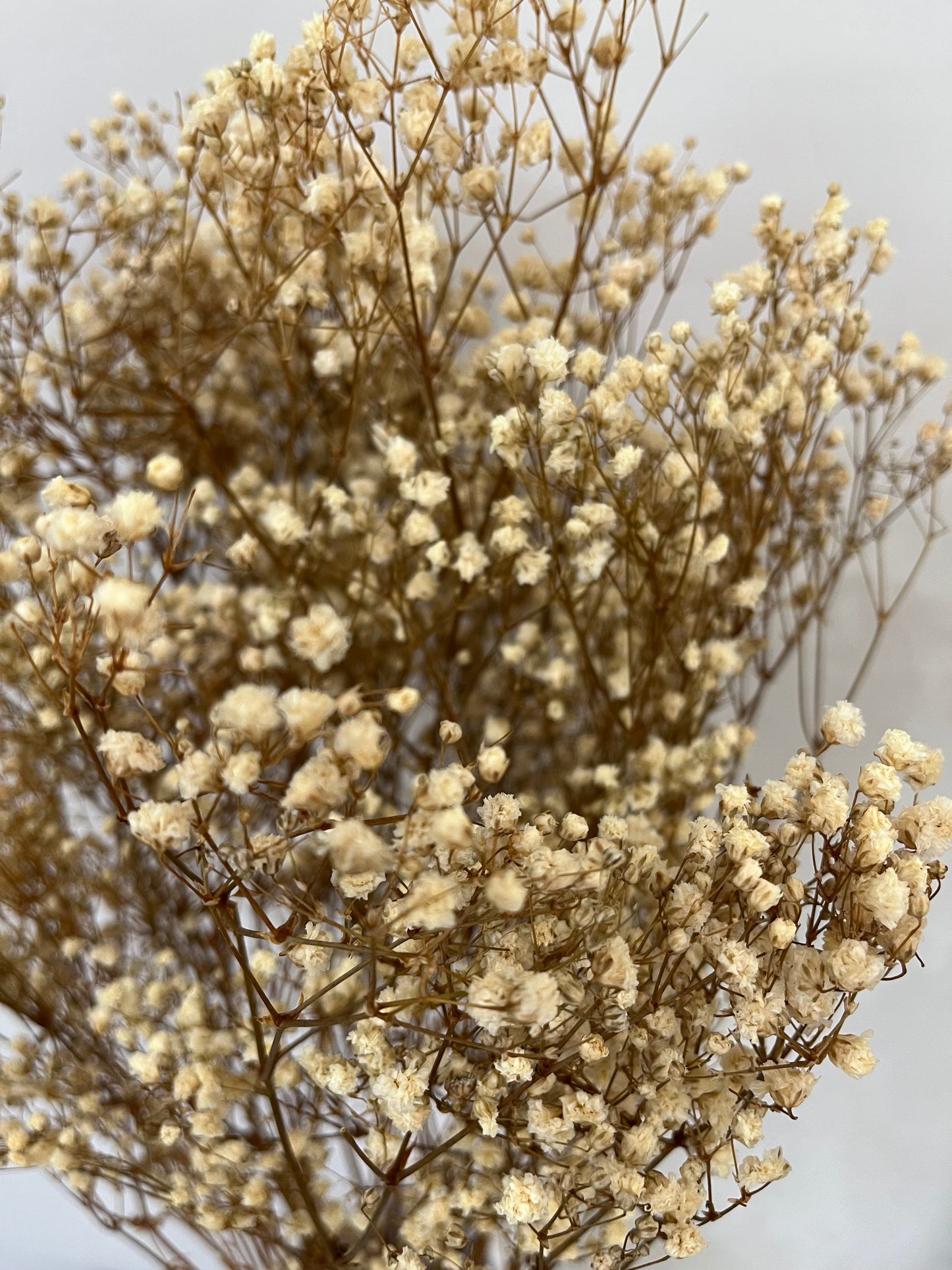 Gypsophilia | Schleierkraut: Ewige Schönheit für Deine Trockenblumensträuße und -kränze 