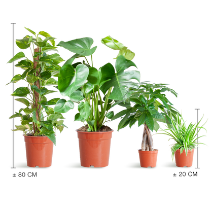 Pflanzenset – 4 pflegeleichte Zimmerpflanzen im Set – inkl. Monstera, Epipremnum, Pachira & Chlorophytum – Topfgrößen 12–21cm – Höhe 25–80cm – Pflanzkasten ohne Deckel