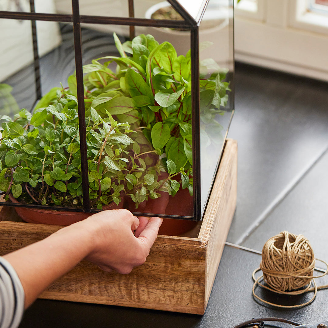 Hochwertiges Anzucht- und Gewächshaus 