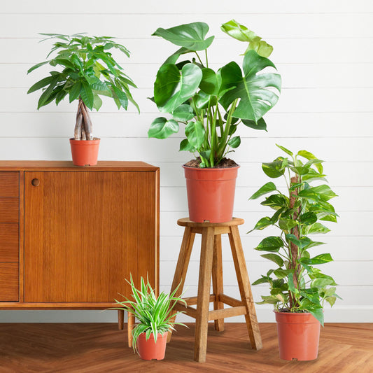 Pflanzenset – 4 pflegeleichte Zimmerpflanzen im Set – inkl. Monstera, Epipremnum, Pachira & Chlorophytum – Topfgrößen 12–21cm – Höhe 25–80cm – Pflanzkasten ohne Deckel