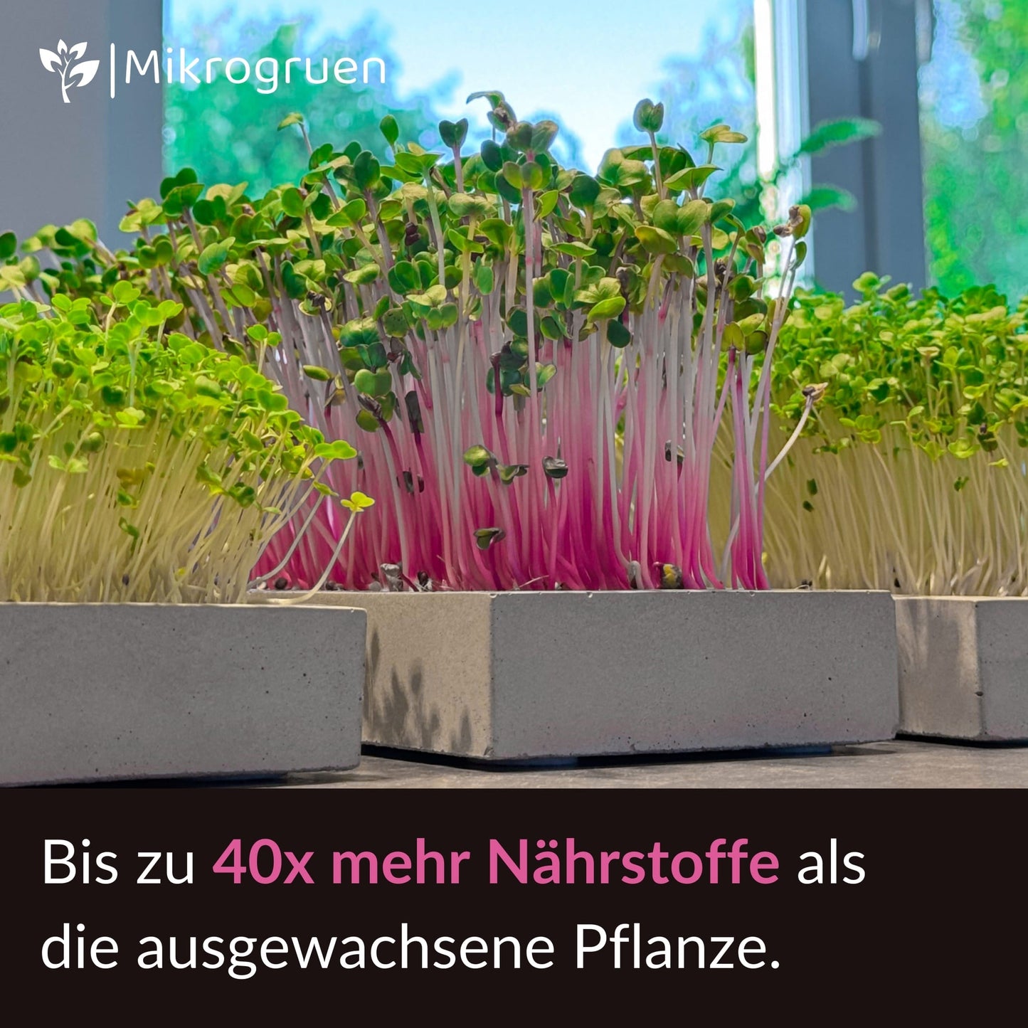 Microgreens Nachfüllset 