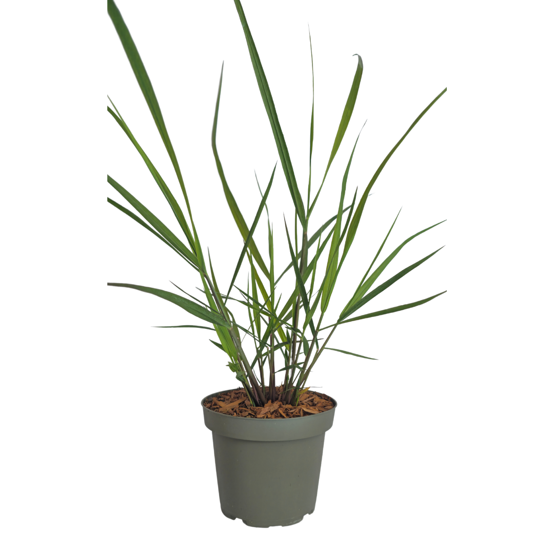 3x Rutenhirse Rotstrahlbusch – Panicum virgatum – Winterhartes Ziergras 12cm – Pflegeleichtes Gartengras mit roter Herbstfärb