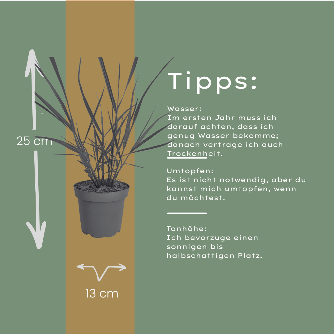 3x Rutenhirse Rotstrahlbusch – Panicum virgatum – Winterhartes Ziergras 12cm – Pflegeleichtes Gartengras mit roter Herbstfärb