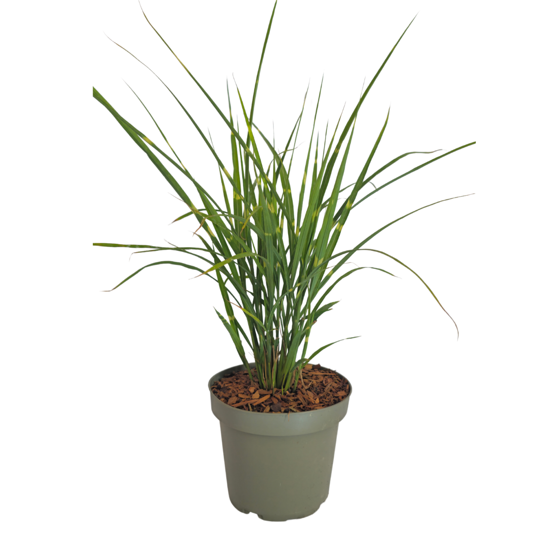 3x Zebraschilf Zebrinus – Miscanthus sinensis – Winterhartes Ziergras 12cm – Dekoratives Chinaschilf mit gestreiftem Laub