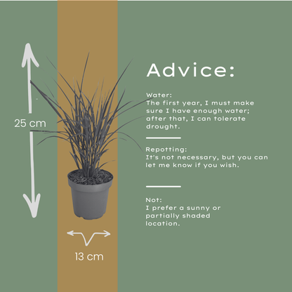 3x Zebraschilf Zebrinus – Miscanthus sinensis – Winterhartes Ziergras 12cm – Dekoratives Chinaschilf mit gestreiftem Laub