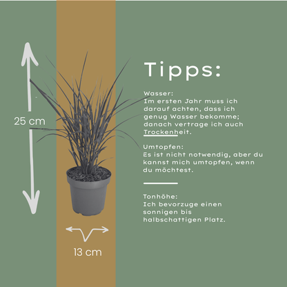 3x Zebraschilf Zebrinus – Miscanthus sinensis – Winterhartes Ziergras 12cm – Dekoratives Chinaschilf mit gestreiftem Laub