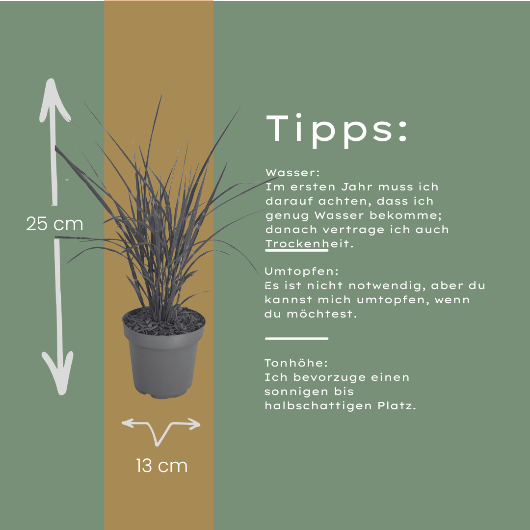 3x Zebraschilf Zebrinus – Miscanthus sinensis – Winterhartes Ziergras 12cm – Dekoratives Chinaschilf mit gestreiftem Laub