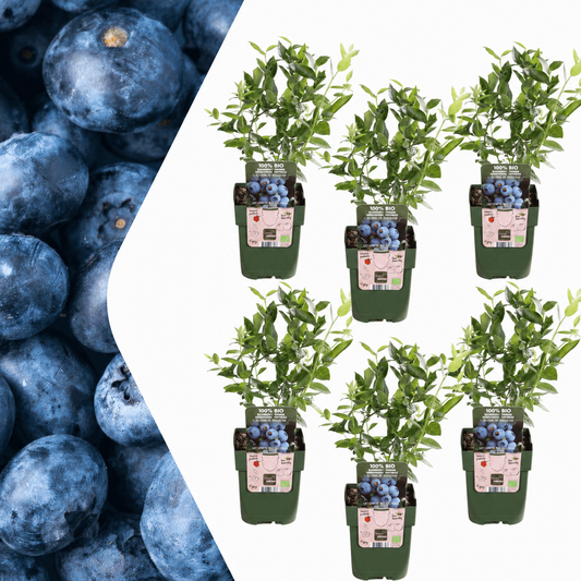 Vaccinium corymbosum – Bio – Heidelbeere – Ø13cm – ↕20cm – Für Garten, Balkon & Terrasse