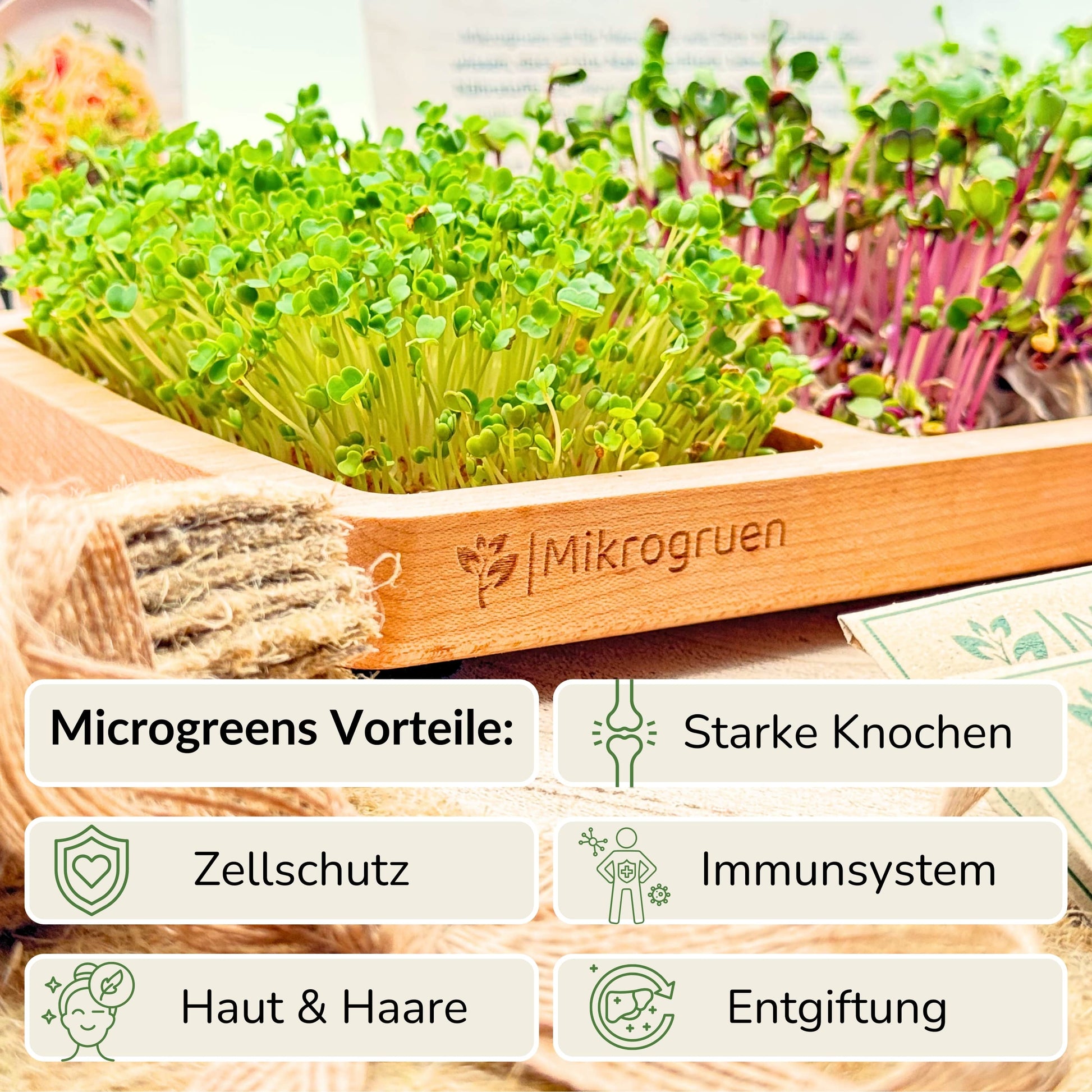 Microgreens Anzuchtset - Echtholz Traum 
