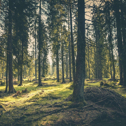 Duftkerze Camping in the Forest – Waldduft Kerze aus Sojawachs – 170ml – Warm & holzig mit Sandelholz Guajak & Mandel – Aromakerze im Glas