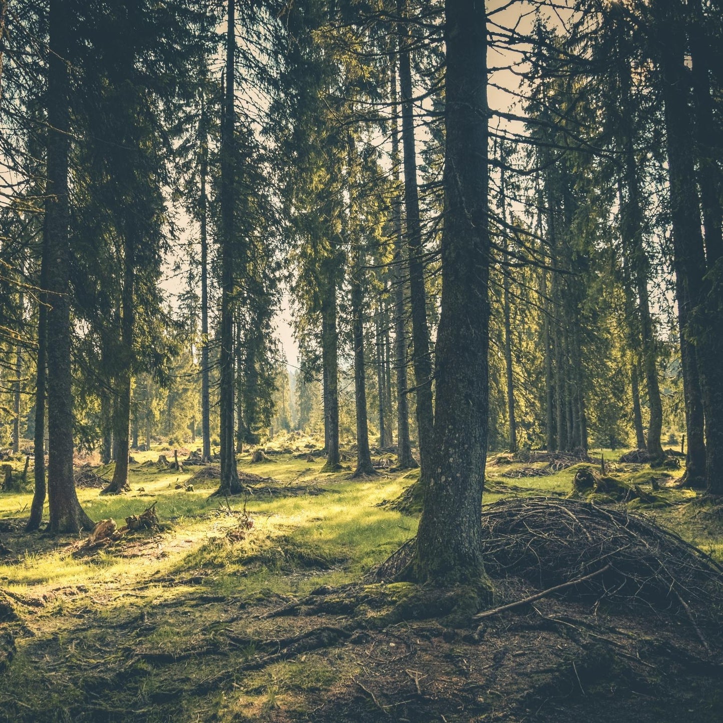 Duftkerze Camping in the Forest – Waldduft Kerze aus Sojawachs – 170ml – Warm & holzig mit Sandelholz Guajak & Mandel – Aromakerze im Glas