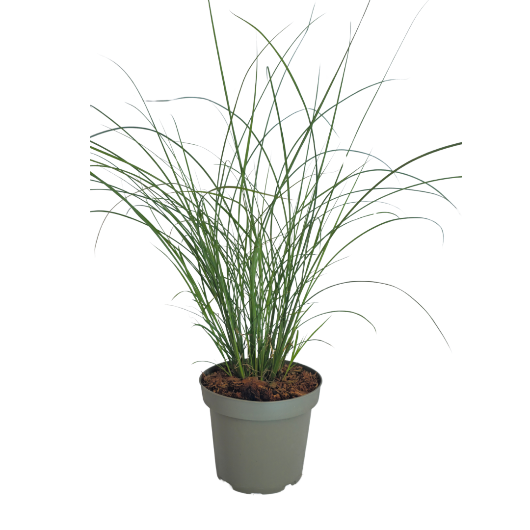 3x Chinaschilf Gracillimus – Miscanthus sinensis – Winterhartes elegantes Ziergras im 12cm Topf – Pflegeleichtes Gartengras