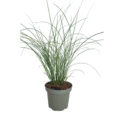 3x Chinaschilf Gracillimus – Miscanthus sinensis – Winterhartes elegantes Ziergras im 12cm Topf – Pflegeleichtes Gartengras