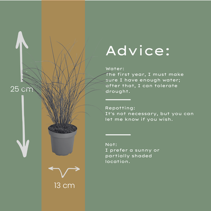 3x Chinaschilf Gracillimus – Miscanthus sinensis – Winterhartes elegantes Ziergras im 12cm Topf – Pflegeleichtes Gartengras