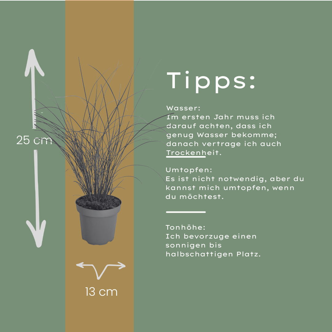 3x Chinaschilf Gracillimus – Miscanthus sinensis – Winterhartes elegantes Ziergras im 12cm Topf – Pflegeleichtes Gartengras