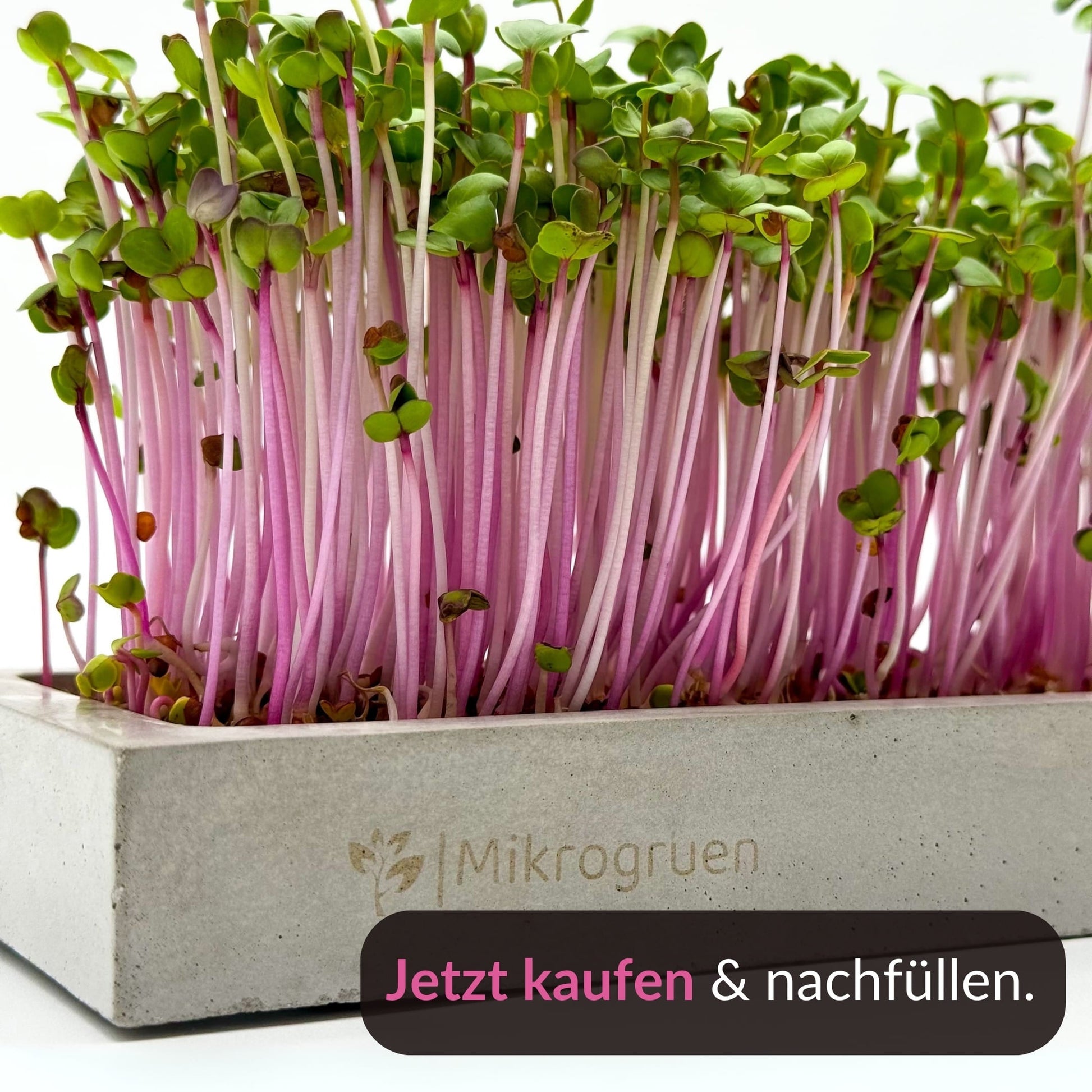 Microgreens Nachfüllset 