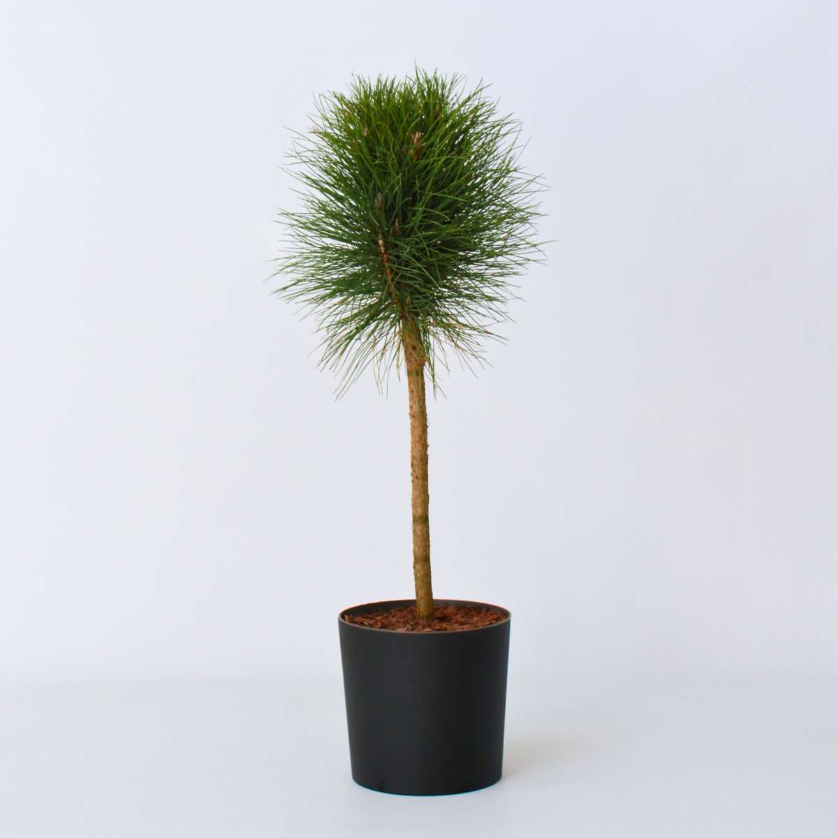 Other Garden Plants Pinie - Pinus 'Summer Breeze' - Höhe 70-80Cm - ⌀24Cm 