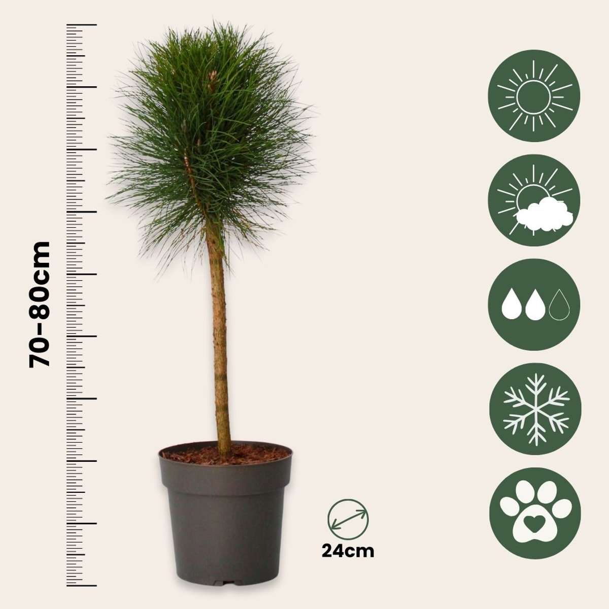 Other Garden Plants Pinie - Pinus 'Summer Breeze' - Höhe 70-80Cm - ⌀24Cm 