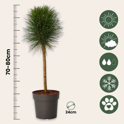 Other Garden Plants Pinie - Pinus 'Summer Breeze' - Höhe 70-80Cm - ⌀24Cm 