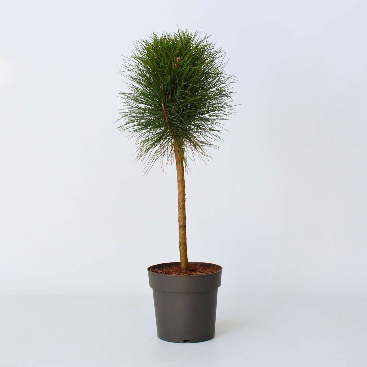 Other Garden Plants Pinie - Pinus 'Summer Breeze' - Höhe 70-80Cm - ⌀24Cm 