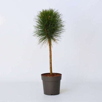 Other Garden Plants Pinie - Pinus 'Summer Breeze' - Höhe 70-80Cm - ⌀24Cm 