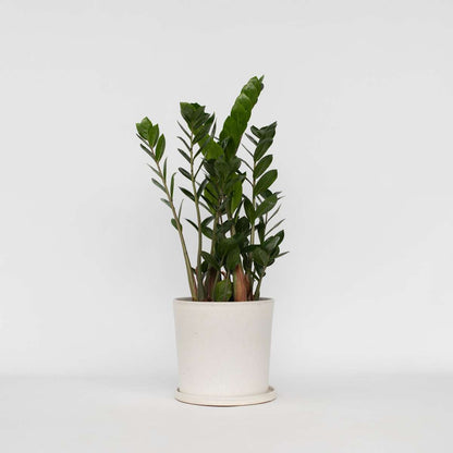 Other Green Houseplants Glücksfeder - Zamioculcas Zamiifolia - Höhe 55-65Cm - ⌀17Cm 
