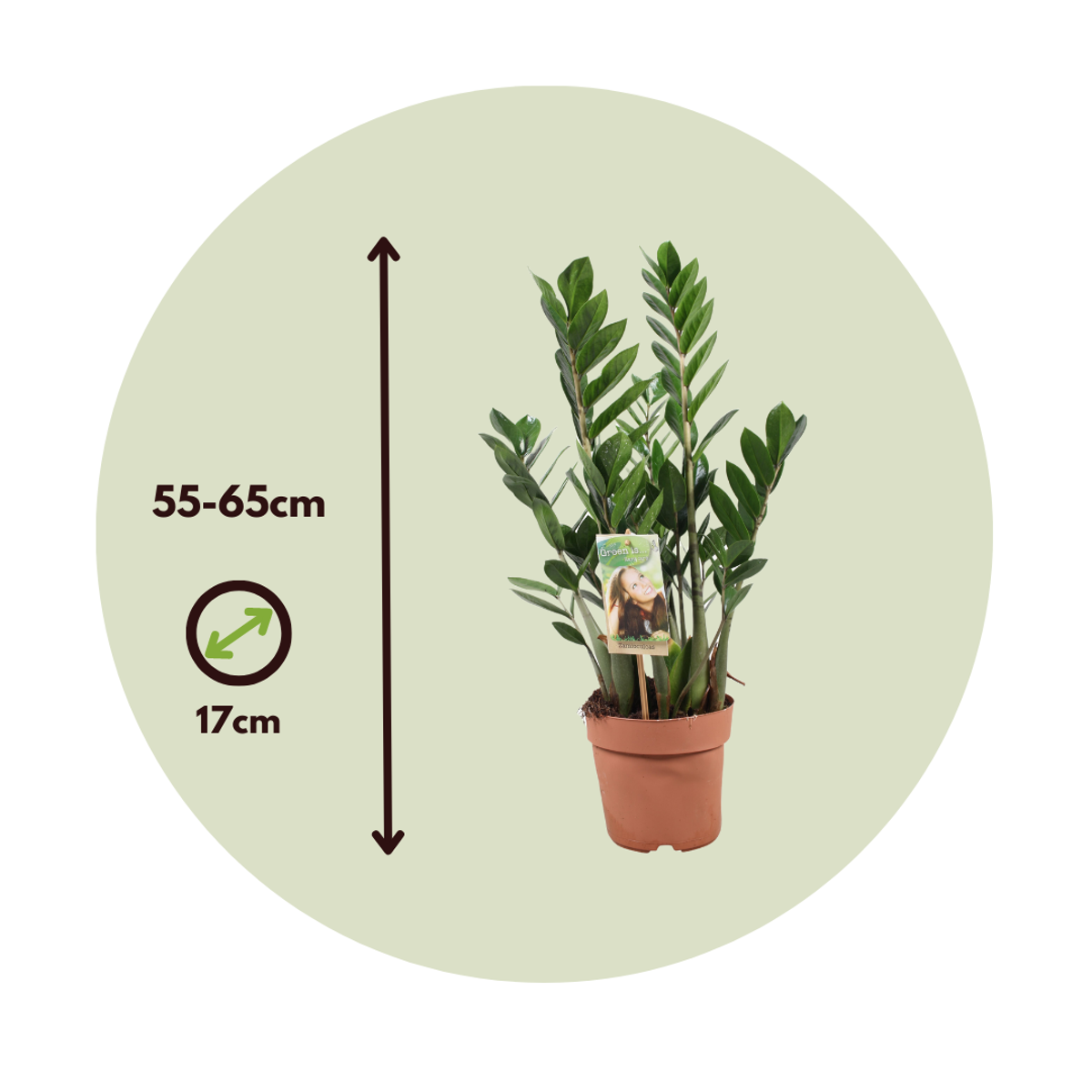 Other Green Houseplants Glücksfeder - Zamioculcas Zamiifolia - Höhe 55-65Cm - ⌀17Cm 