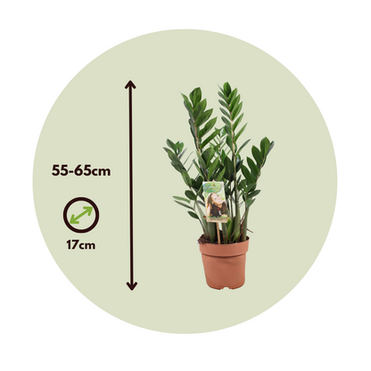 Other Green Houseplants Glücksfeder - Zamioculcas Zamiifolia - Höhe 55-65Cm - ⌀17Cm 