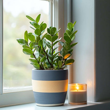 Other Green Houseplants Glücksfeder - Zamioculcas Zamiifolia - Höhe 55-65Cm - ⌀17Cm 