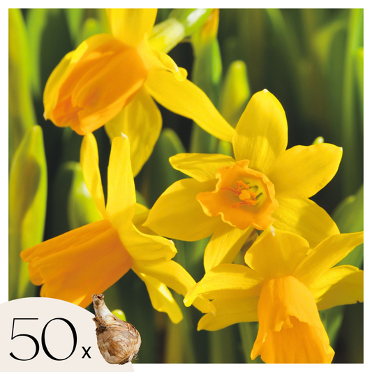 Daffodil Narzissenzwiebeln - 50 Stk - Narcissus 'Tête-À-Tête' - Blumenzwiebeln - Gelb 