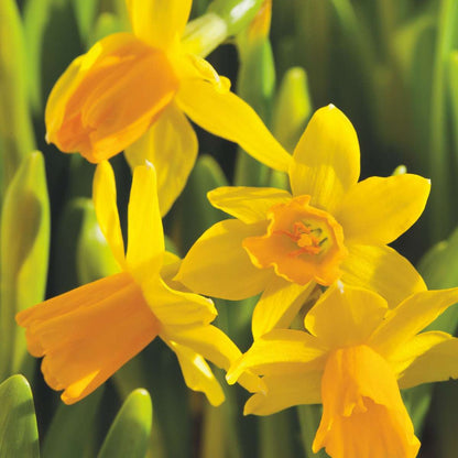 Daffodil Narzissenzwiebeln - 50 Stk - Narcissus 'Tête-À-Tête' - Blumenzwiebeln - Gelb 