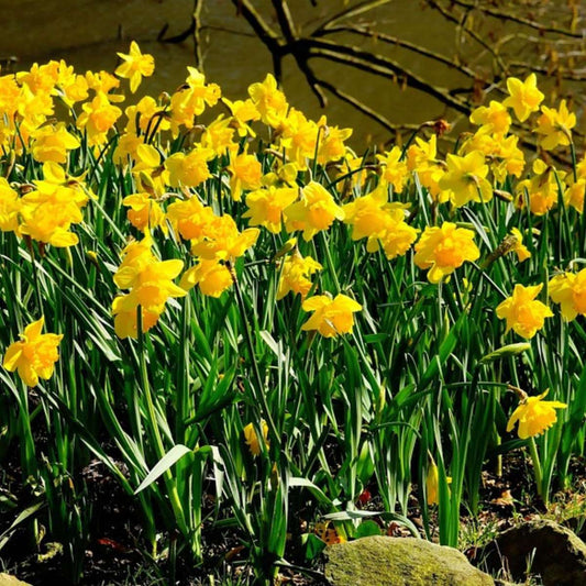 Daffodil Narzissenzwiebeln - 50 Stk - Narcissus 'Tête-À-Tête' - Blumenzwiebeln - Gelb 