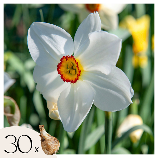 Daffodil Narzissenzwiebeln - 30 Stk - Narcissus 'Recurvus' - Blumenzwiebeln - Weiß 