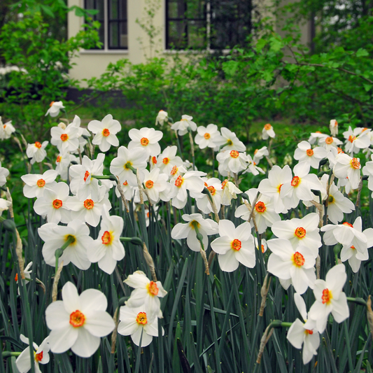 Daffodil Narzissenzwiebeln - 30 Stk - Narcissus 'Recurvus' - Blumenzwiebeln - Weiß 