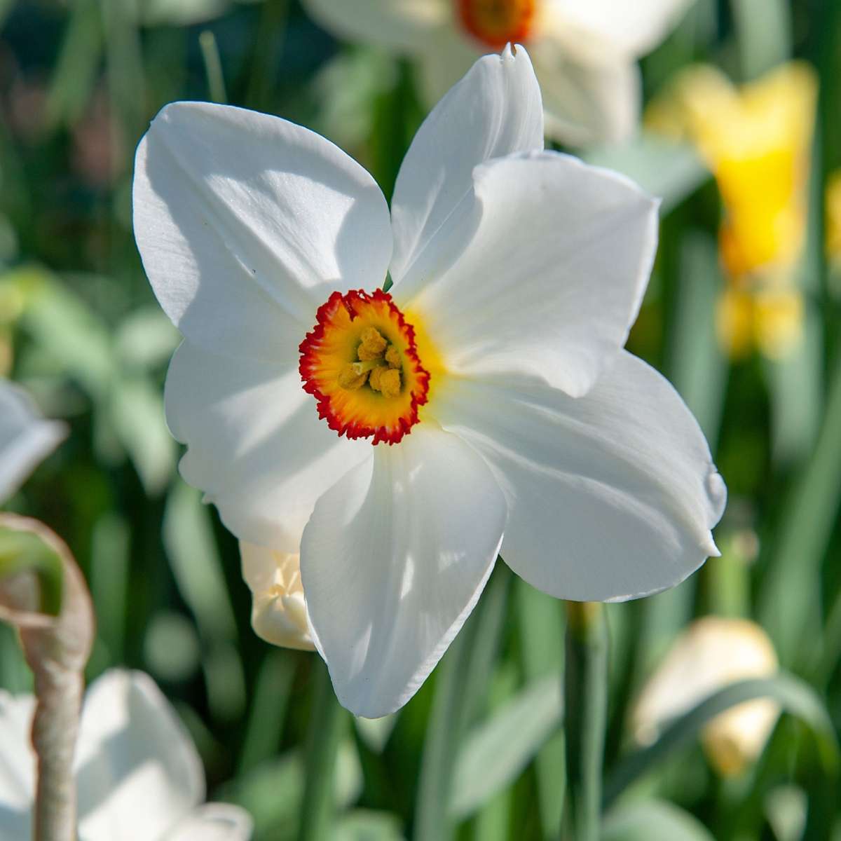 Daffodil Narzissenzwiebeln - 30 Stk - Narcissus 'Recurvus' - Blumenzwiebeln - Weiß 
