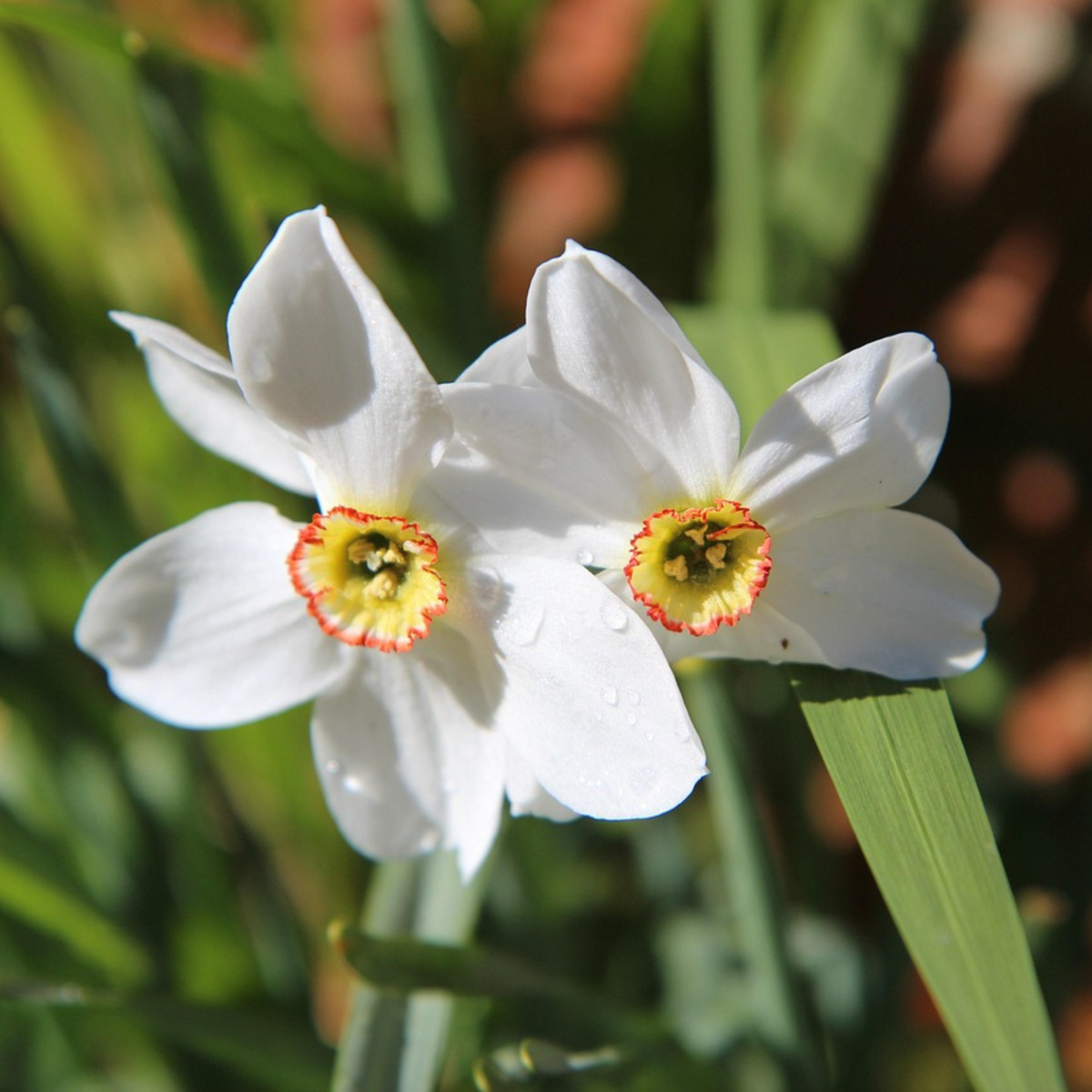 Daffodil Narzissenzwiebeln - 30 Stk - Narcissus 'Recurvus' - Blumenzwiebeln - Weiß 