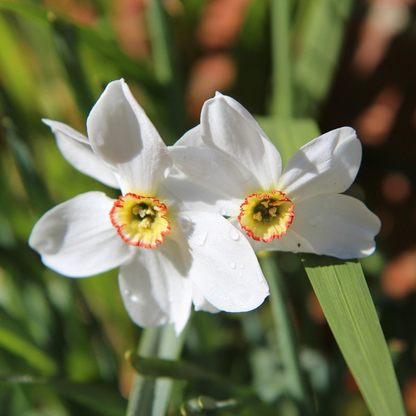 Daffodil Narzissenzwiebeln - 30 Stk - Narcissus 'Recurvus' - Blumenzwiebeln - Weiß 