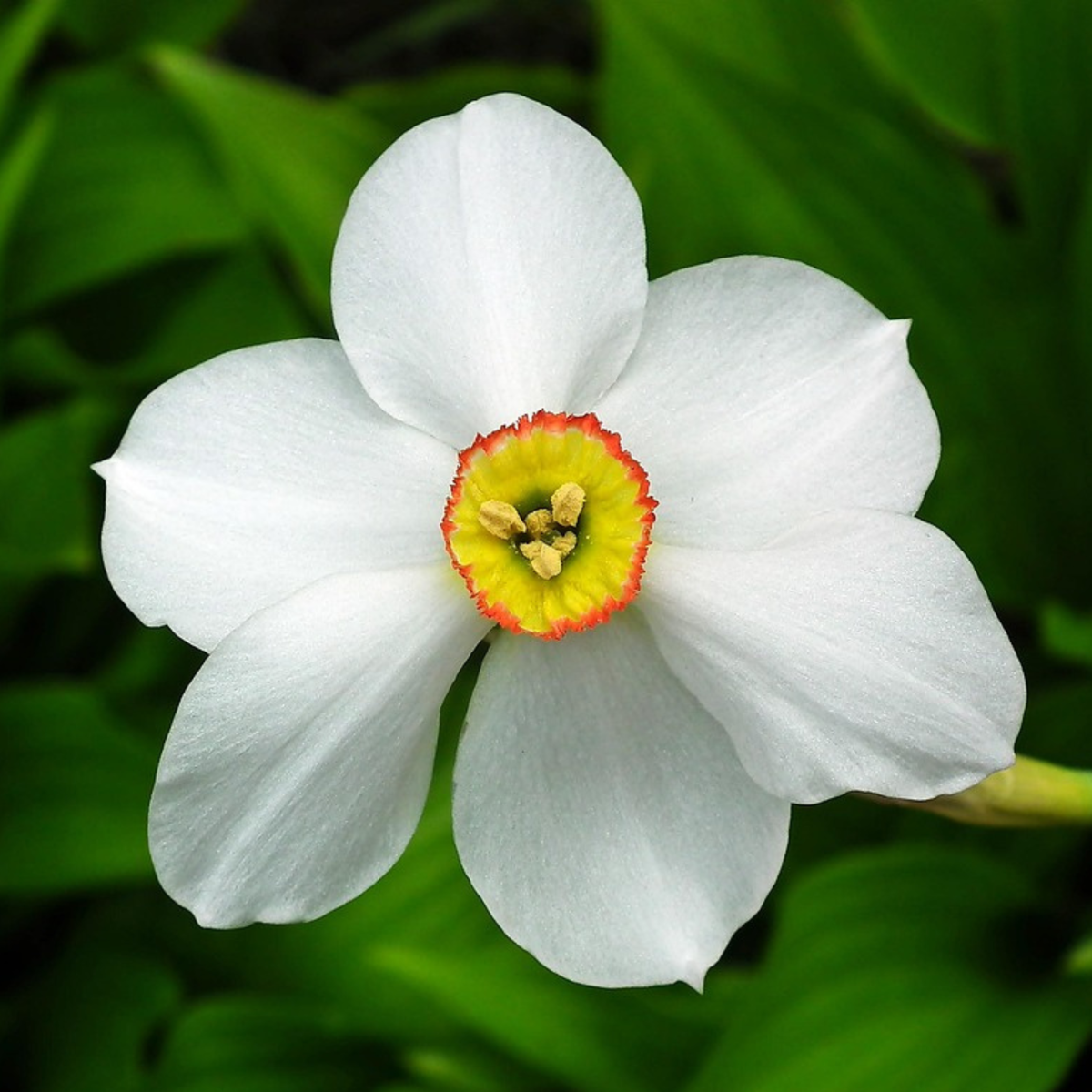 Daffodil Narzissenzwiebeln - 30 Stk - Narcissus 'Recurvus' - Blumenzwiebeln - Weiß 