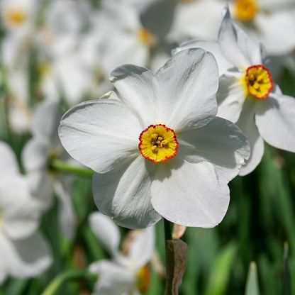 Daffodil Narzissenzwiebeln - 30 Stk - Narcissus 'Recurvus' - Blumenzwiebeln - Weiß 