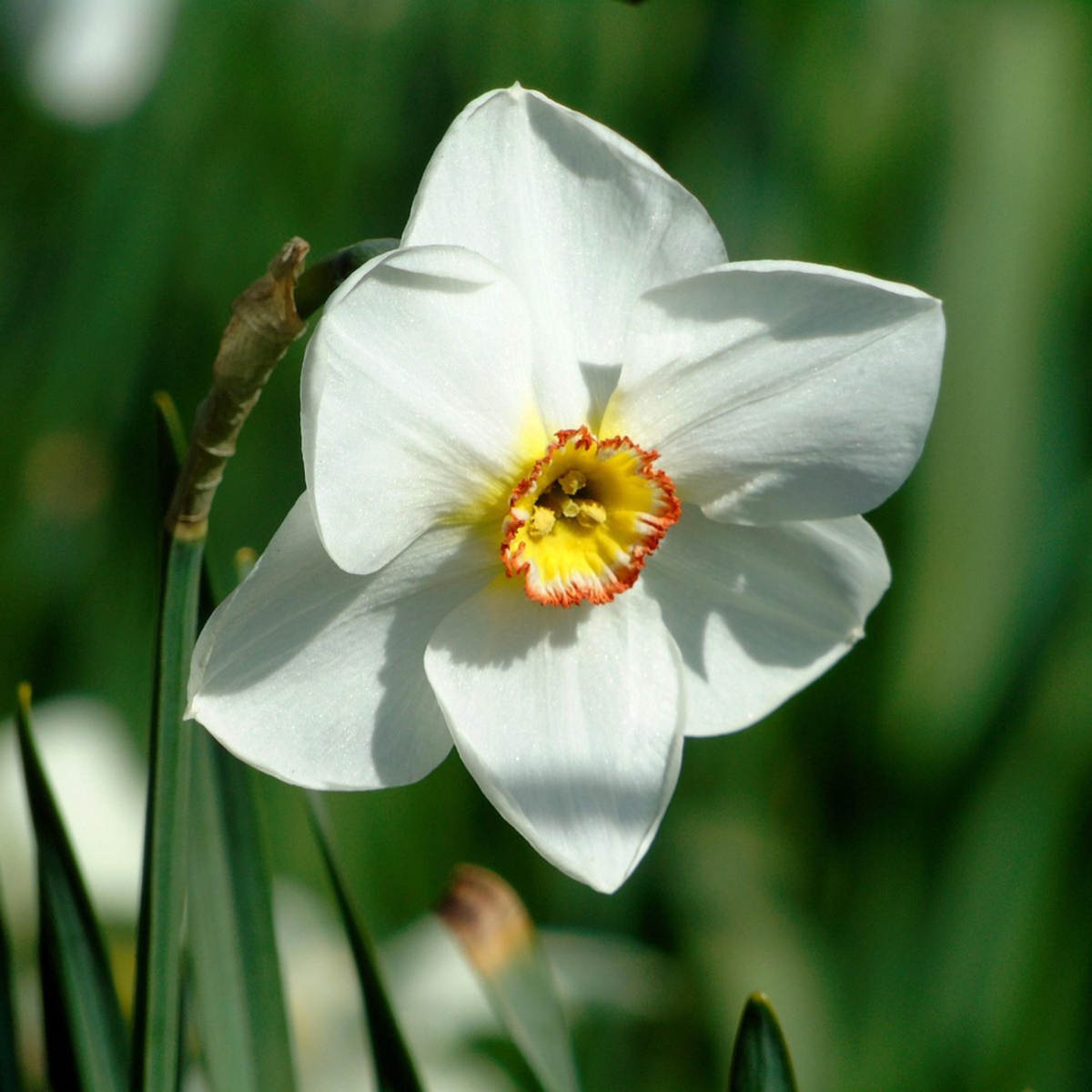 Daffodil Narzissenzwiebeln - 30 Stk - Narcissus 'Recurvus' - Blumenzwiebeln - Weiß 