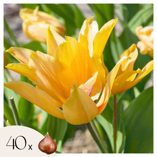 Tulip Tulpenzwiebeln - 40 Stk - Tulipa 'Prastants Shogun' - Blumenzwiebeln - Orange 