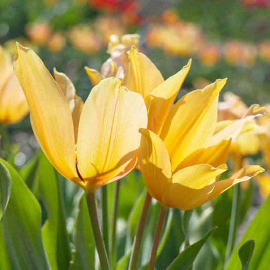 Tulip Tulpenzwiebeln - 40 Stk - Tulipa 'Prastants Shogun' - Blumenzwiebeln - Orange 
